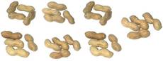 Erdnüsse-7x4.jpg